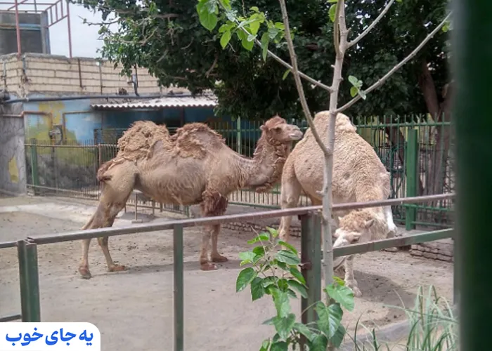 عکس باغ وحش مشهد عکس باغ وحش مشهد